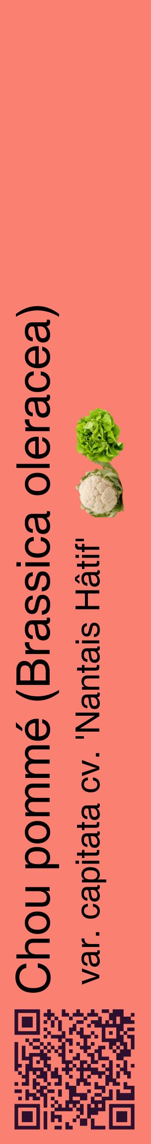 Étiquette de : Brassica oleracea var. capitata cv. 'Nantais Hâtif' - format c - style noire38_basiquehel avec qrcode et comestibilité simplifiée
