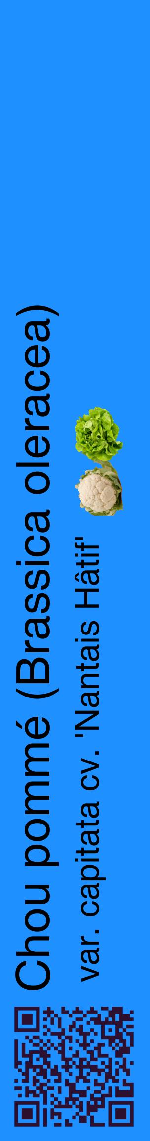 Étiquette de : Brassica oleracea var. capitata cv. 'Nantais Hâtif' - format c - style noire3_basiquehel avec qrcode et comestibilité simplifiée