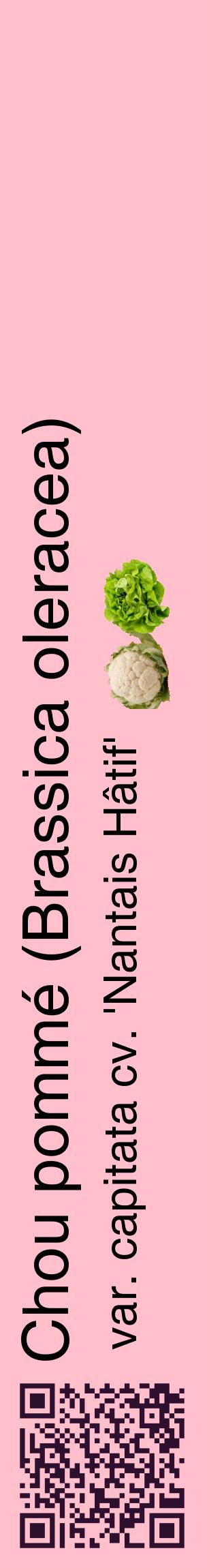Étiquette de : Brassica oleracea var. capitata cv. 'Nantais Hâtif' - format c - style noire40_basiquehel avec qrcode et comestibilité simplifiée