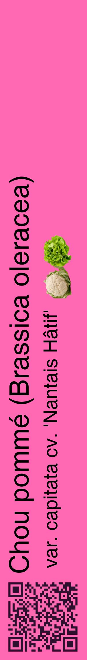 Étiquette de : Brassica oleracea var. capitata cv. 'Nantais Hâtif' - format c - style noire42_basiquehel avec qrcode et comestibilité simplifiée
