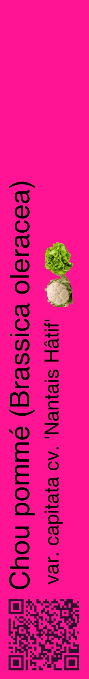 Étiquette de : Brassica oleracea var. capitata cv. 'Nantais Hâtif' - format c - style noire43_basiquehel avec qrcode et comestibilité simplifiée
