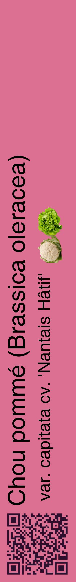Étiquette de : Brassica oleracea var. capitata cv. 'Nantais Hâtif' - format c - style noire44_basiquehel avec qrcode et comestibilité simplifiée