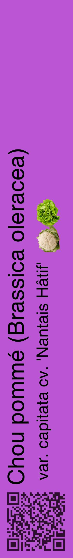 Étiquette de : Brassica oleracea var. capitata cv. 'Nantais Hâtif' - format c - style noire50_basiquehel avec qrcode et comestibilité simplifiée