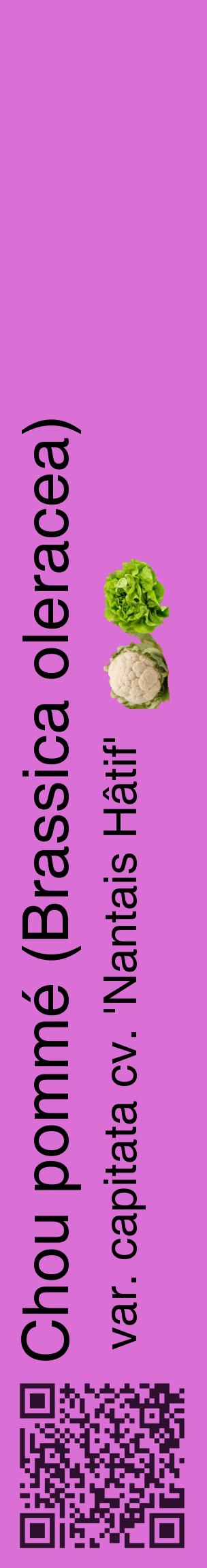 Étiquette de : Brassica oleracea var. capitata cv. 'Nantais Hâtif' - format c - style noire52_basiquehel avec qrcode et comestibilité simplifiée