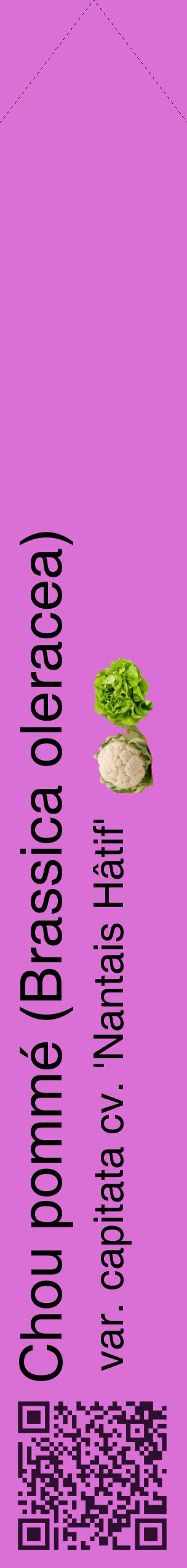 Étiquette de : Brassica oleracea var. capitata cv. 'Nantais Hâtif' - format c - style noire52_simplehel avec qrcode et comestibilité simplifiée
