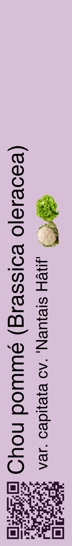 Étiquette de : Brassica oleracea var. capitata cv. 'Nantais Hâtif' - format c - style noire54_basiquehel avec qrcode et comestibilité simplifiée
