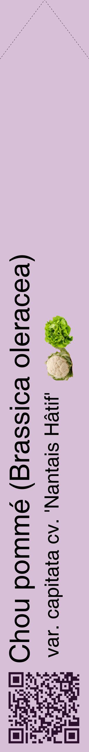 Étiquette de : Brassica oleracea var. capitata cv. 'Nantais Hâtif' - format c - style noire54_simplehel avec qrcode et comestibilité simplifiée