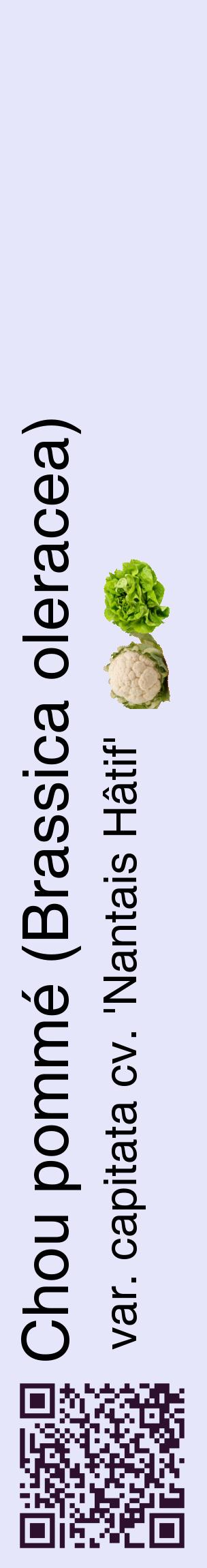 Étiquette de : Brassica oleracea var. capitata cv. 'Nantais Hâtif' - format c - style noire55_basiquehel avec qrcode et comestibilité simplifiée