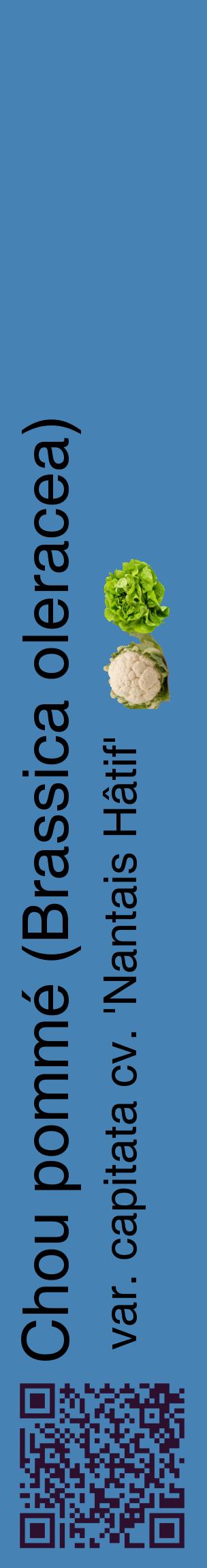 Étiquette de : Brassica oleracea var. capitata cv. 'Nantais Hâtif' - format c - style noire5_basiquehel avec qrcode et comestibilité simplifiée