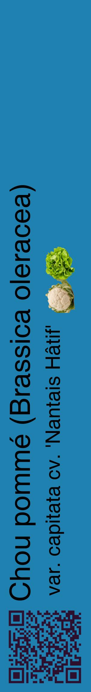 Étiquette de : Brassica oleracea var. capitata cv. 'Nantais Hâtif' - format c - style noire6_basiquehel avec qrcode et comestibilité simplifiée