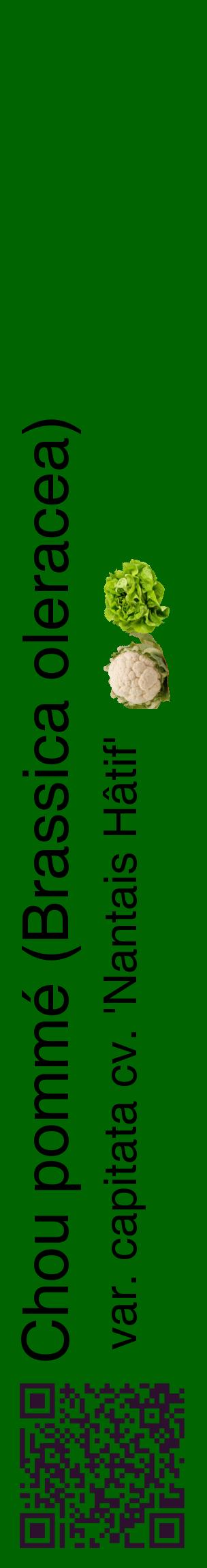 Étiquette de : Brassica oleracea var. capitata cv. 'Nantais Hâtif' - format c - style noire8_basiquehel avec qrcode et comestibilité simplifiée