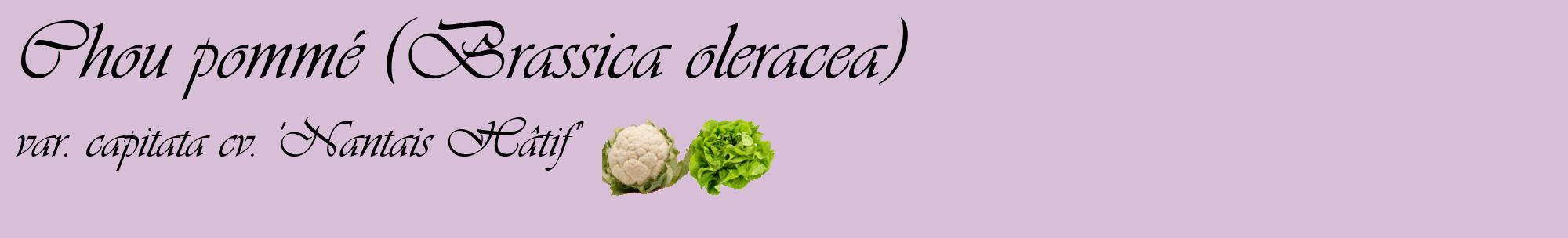 Étiquette de : Brassica oleracea var. capitata cv. 'Nantais Hâtif' - format c - style noire54basique_basique_basiqueviv avec comestibilité simplifiée
