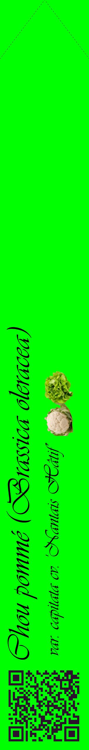 Étiquette de : Brassica oleracea var. capitata cv. 'Nantais Hâtif' - format c - style noire16_simpleviv avec qrcode et comestibilité simplifiée