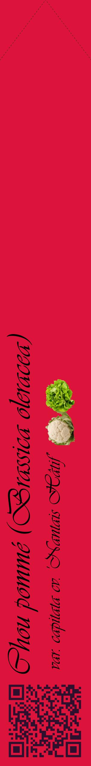 Étiquette de : Brassica oleracea var. capitata cv. 'Nantais Hâtif' - format c - style noire36_simpleviv avec qrcode et comestibilité simplifiée