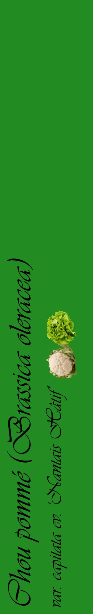 Étiquette de : Brassica oleracea var. capitata cv. 'Nantais Hâtif' - format c - style noire10_basiqueviv avec comestibilité simplifiée
