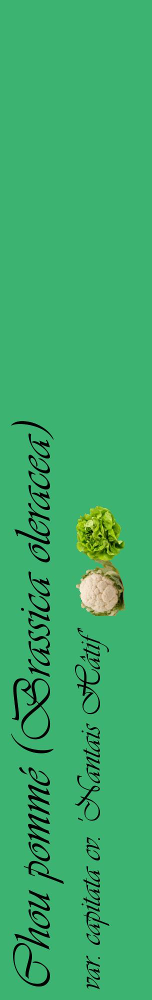 Étiquette de : Brassica oleracea var. capitata cv. 'Nantais Hâtif' - format c - style noire12_basiqueviv avec comestibilité simplifiée