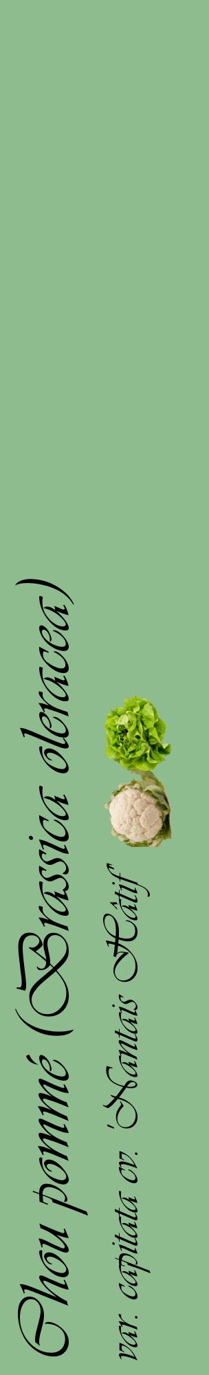 Étiquette de : Brassica oleracea var. capitata cv. 'Nantais Hâtif' - format c - style noire13_basiqueviv avec comestibilité simplifiée