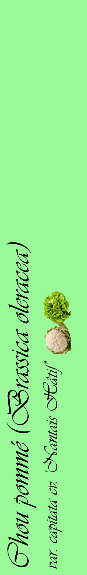 Étiquette de : Brassica oleracea var. capitata cv. 'Nantais Hâtif' - format c - style noire14_basiqueviv avec comestibilité simplifiée