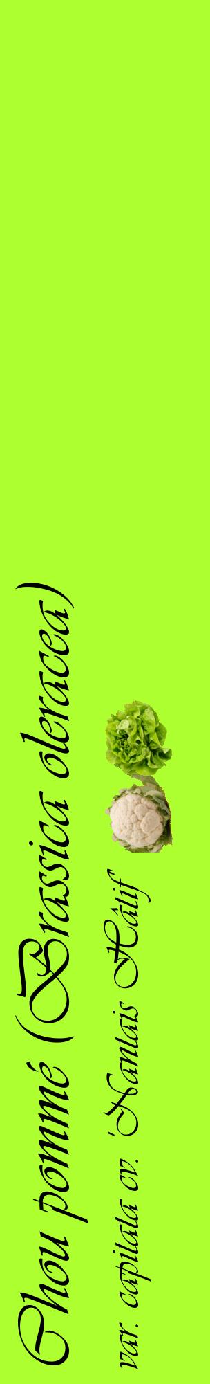 Étiquette de : Brassica oleracea var. capitata cv. 'Nantais Hâtif' - format c - style noire17_basiqueviv avec comestibilité simplifiée