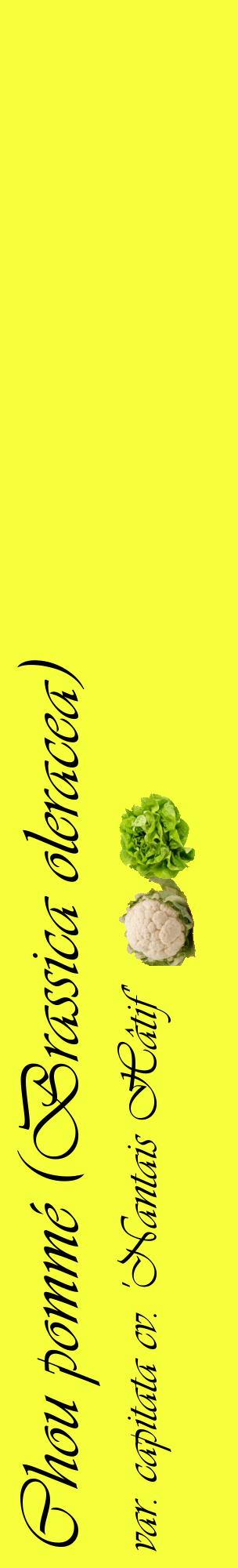 Étiquette de : Brassica oleracea var. capitata cv. 'Nantais Hâtif' - format c - style noire18_basiqueviv avec comestibilité simplifiée