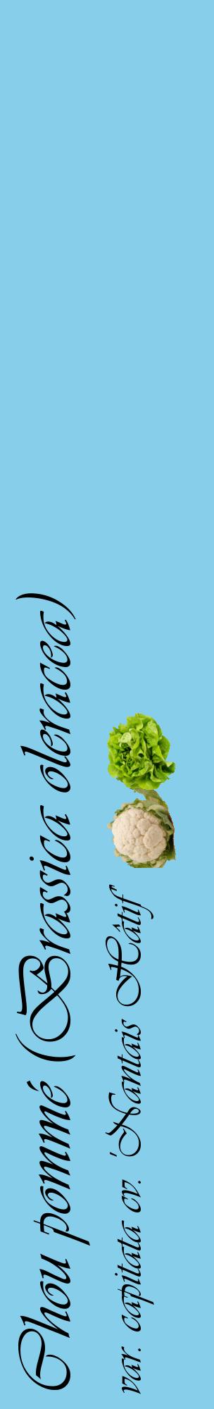 Étiquette de : Brassica oleracea var. capitata cv. 'Nantais Hâtif' - format c - style noire1_basiqueviv avec comestibilité simplifiée