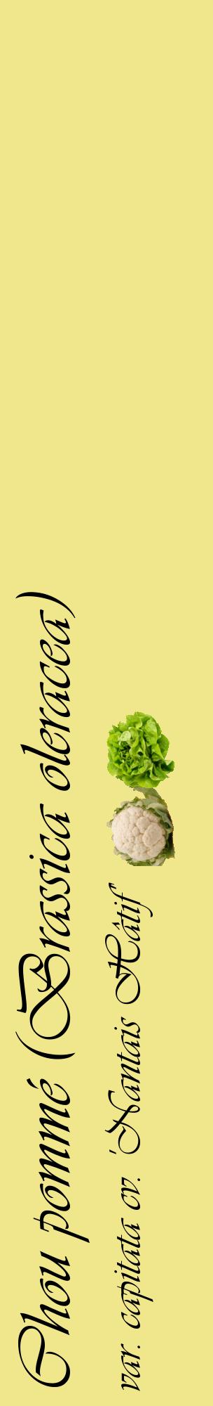 Étiquette de : Brassica oleracea var. capitata cv. 'Nantais Hâtif' - format c - style noire20_basiqueviv avec comestibilité simplifiée
