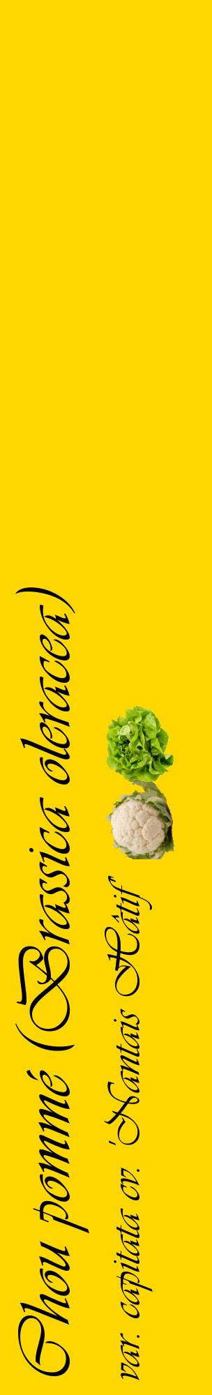 Étiquette de : Brassica oleracea var. capitata cv. 'Nantais Hâtif' - format c - style noire21_basiqueviv avec comestibilité simplifiée