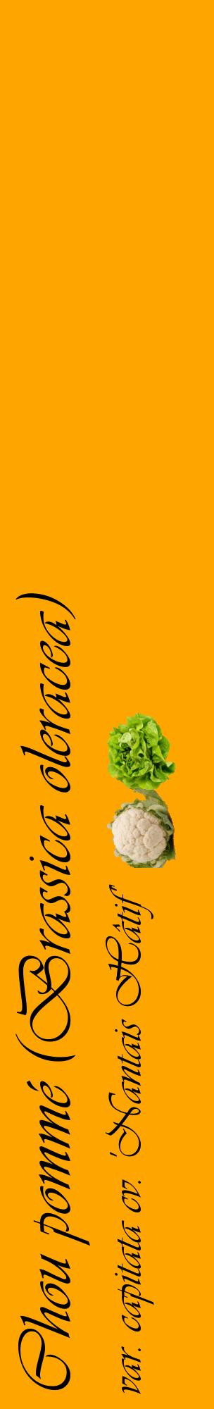 Étiquette de : Brassica oleracea var. capitata cv. 'Nantais Hâtif' - format c - style noire22_basiqueviv avec comestibilité simplifiée