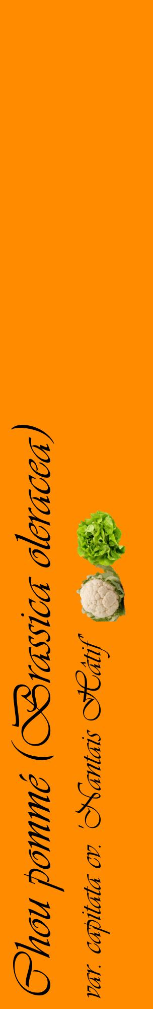 Étiquette de : Brassica oleracea var. capitata cv. 'Nantais Hâtif' - format c - style noire23_basiqueviv avec comestibilité simplifiée