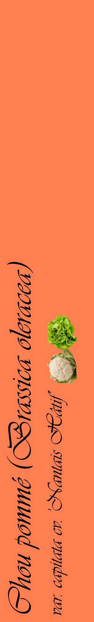 Étiquette de : Brassica oleracea var. capitata cv. 'Nantais Hâtif' - format c - style noire24_basiqueviv avec comestibilité simplifiée