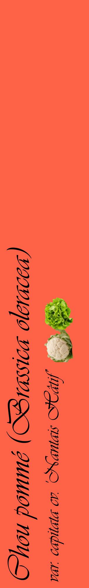 Étiquette de : Brassica oleracea var. capitata cv. 'Nantais Hâtif' - format c - style noire25_basiqueviv avec comestibilité simplifiée