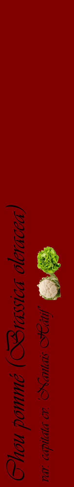 Étiquette de : Brassica oleracea var. capitata cv. 'Nantais Hâtif' - format c - style noire29_basiqueviv avec comestibilité simplifiée