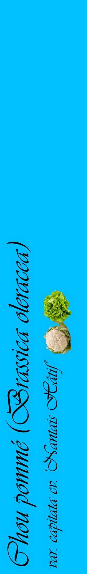 Étiquette de : Brassica oleracea var. capitata cv. 'Nantais Hâtif' - format c - style noire2_basiqueviv avec comestibilité simplifiée