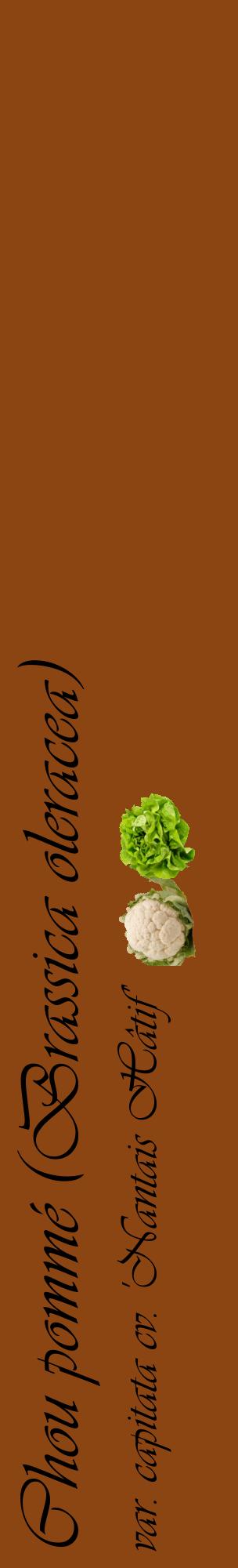 Étiquette de : Brassica oleracea var. capitata cv. 'Nantais Hâtif' - format c - style noire30_basiqueviv avec comestibilité simplifiée
