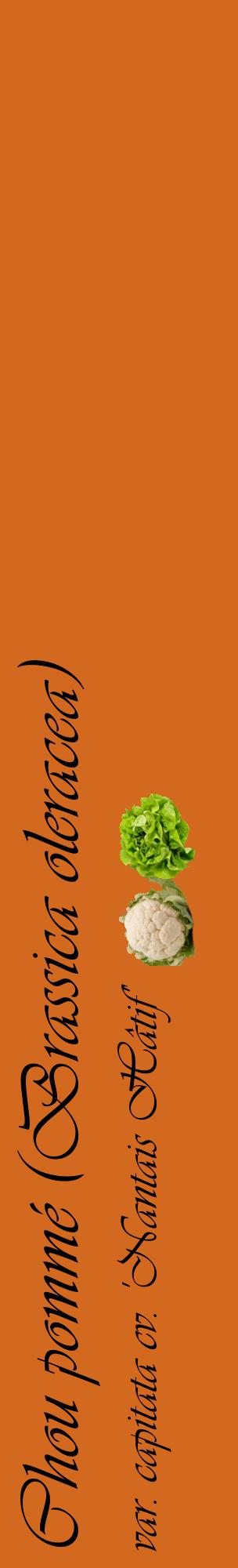 Étiquette de : Brassica oleracea var. capitata cv. 'Nantais Hâtif' - format c - style noire31_basiqueviv avec comestibilité simplifiée