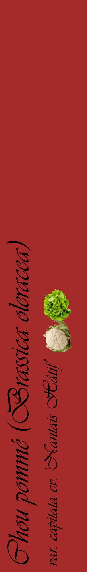 Étiquette de : Brassica oleracea var. capitata cv. 'Nantais Hâtif' - format c - style noire33_basiqueviv avec comestibilité simplifiée
