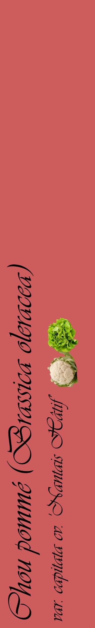 Étiquette de : Brassica oleracea var. capitata cv. 'Nantais Hâtif' - format c - style noire35_basiqueviv avec comestibilité simplifiée