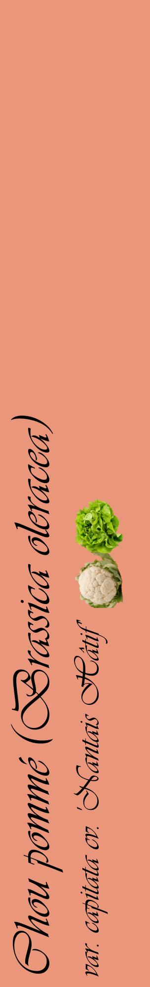 Étiquette de : Brassica oleracea var. capitata cv. 'Nantais Hâtif' - format c - style noire37_basiqueviv avec comestibilité simplifiée