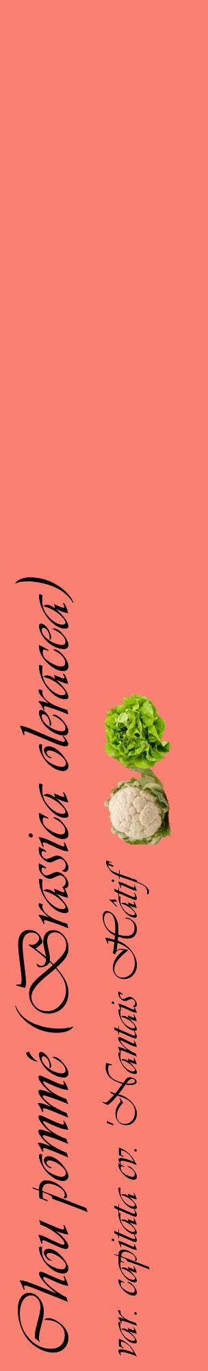 Étiquette de : Brassica oleracea var. capitata cv. 'Nantais Hâtif' - format c - style noire38_basiqueviv avec comestibilité simplifiée