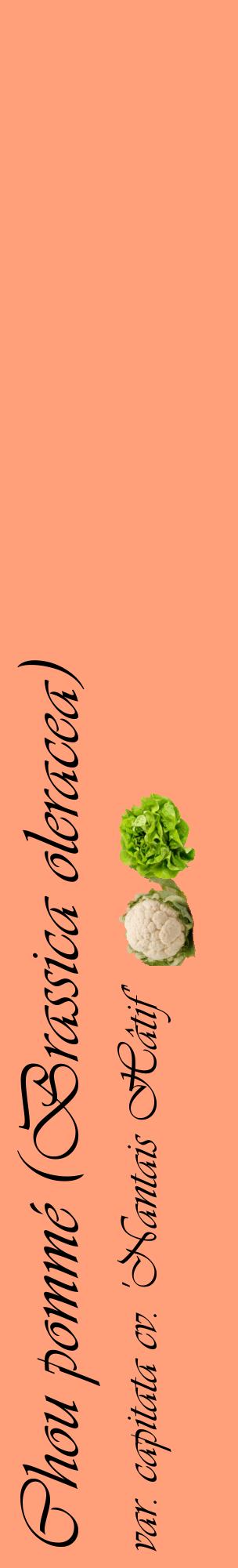 Étiquette de : Brassica oleracea var. capitata cv. 'Nantais Hâtif' - format c - style noire39_basiqueviv avec comestibilité simplifiée