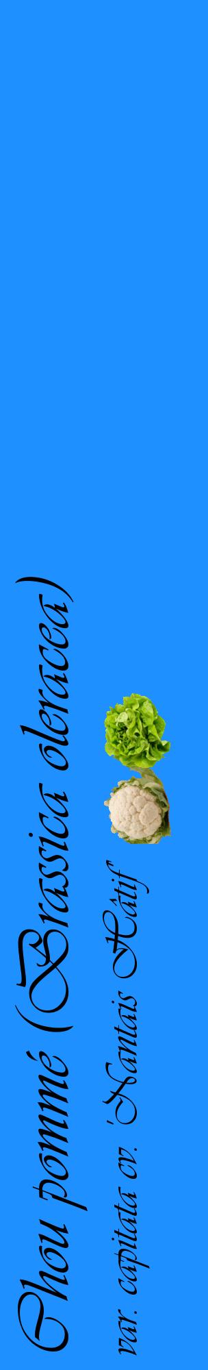 Étiquette de : Brassica oleracea var. capitata cv. 'Nantais Hâtif' - format c - style noire3_basiqueviv avec comestibilité simplifiée