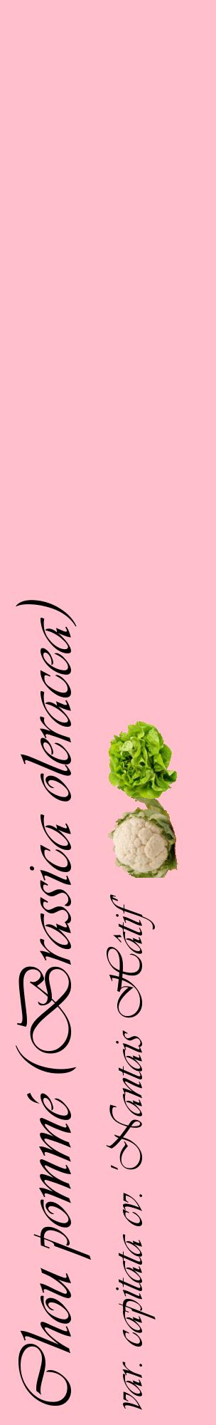Étiquette de : Brassica oleracea var. capitata cv. 'Nantais Hâtif' - format c - style noire40_basiqueviv avec comestibilité simplifiée