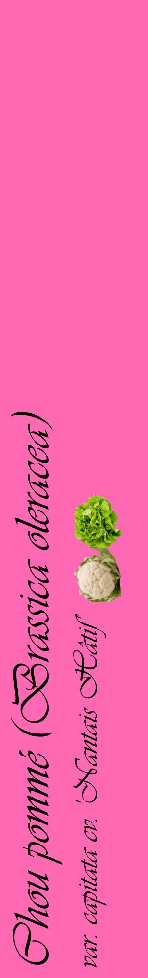 Étiquette de : Brassica oleracea var. capitata cv. 'Nantais Hâtif' - format c - style noire42_basiqueviv avec comestibilité simplifiée