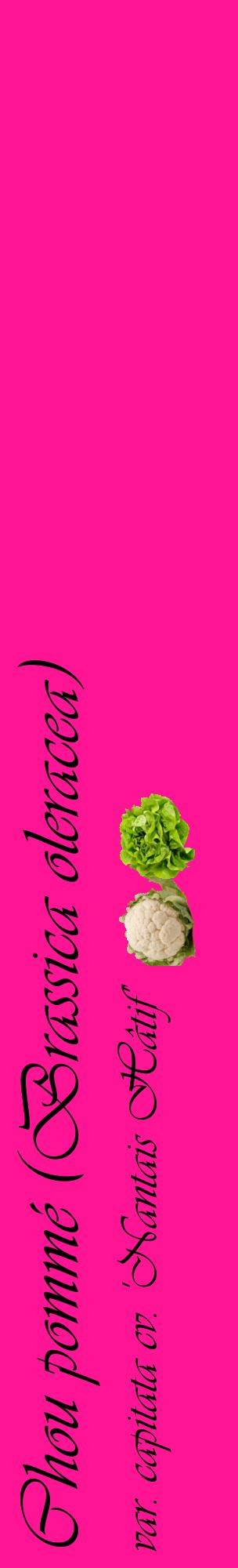 Étiquette de : Brassica oleracea var. capitata cv. 'Nantais Hâtif' - format c - style noire43_basiqueviv avec comestibilité simplifiée