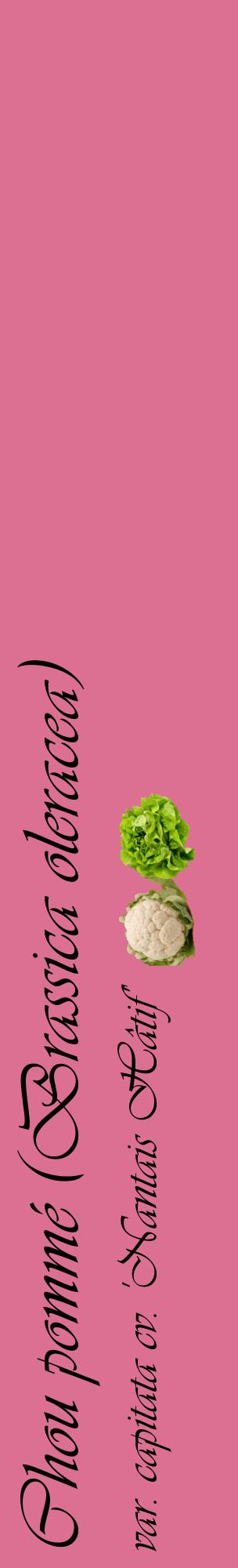 Étiquette de : Brassica oleracea var. capitata cv. 'Nantais Hâtif' - format c - style noire44_basiqueviv avec comestibilité simplifiée