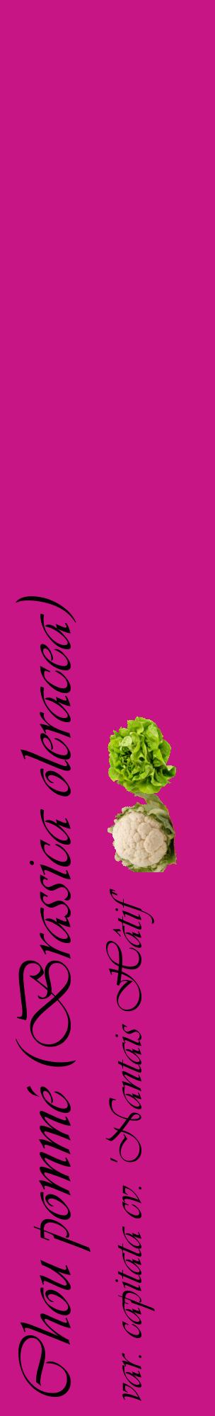 Étiquette de : Brassica oleracea var. capitata cv. 'Nantais Hâtif' - format c - style noire45_basiqueviv avec comestibilité simplifiée