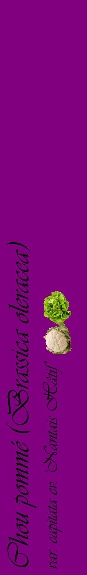 Étiquette de : Brassica oleracea var. capitata cv. 'Nantais Hâtif' - format c - style noire46_basiqueviv avec comestibilité simplifiée