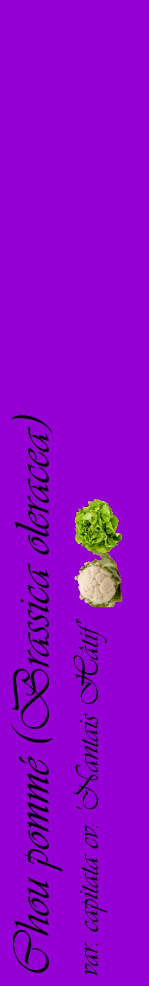 Étiquette de : Brassica oleracea var. capitata cv. 'Nantais Hâtif' - format c - style noire48_basiqueviv avec comestibilité simplifiée