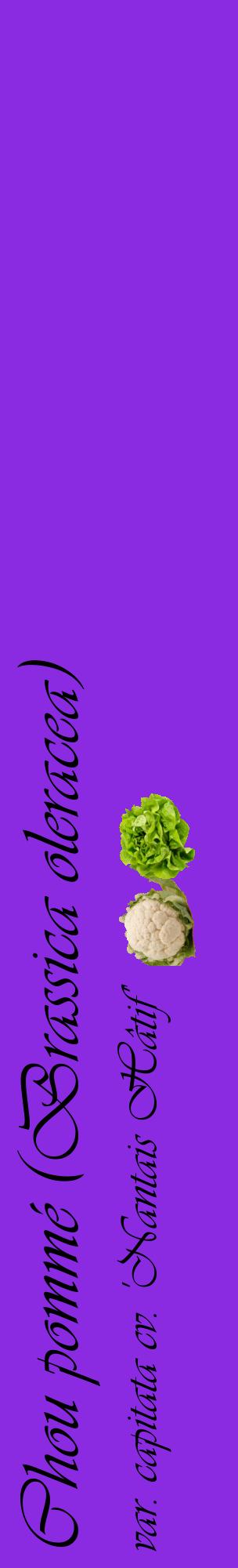 Étiquette de : Brassica oleracea var. capitata cv. 'Nantais Hâtif' - format c - style noire49_basiqueviv avec comestibilité simplifiée