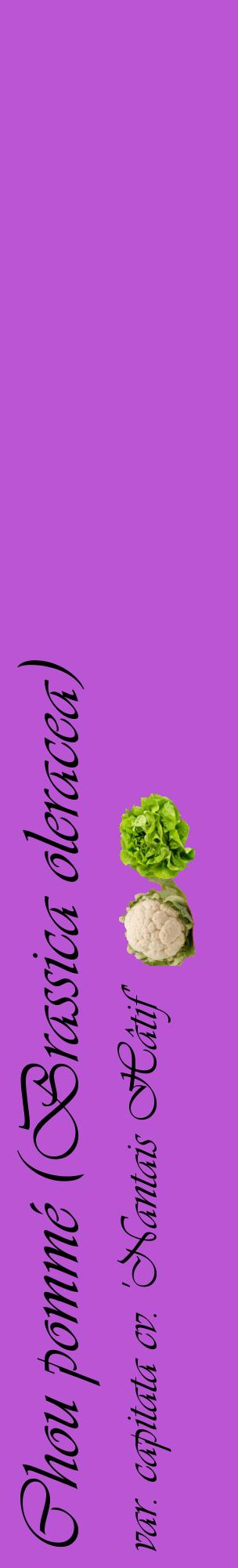 Étiquette de : Brassica oleracea var. capitata cv. 'Nantais Hâtif' - format c - style noire50_basiqueviv avec comestibilité simplifiée